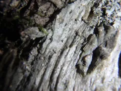 Dictyocatenulata alba thumbnail 3