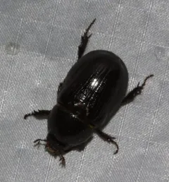 Carrot Beetle thumbnail 3