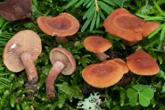 Curry Milkcap thumbnail 1