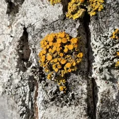 Poplar Sunburst Lichen thumbnail 3