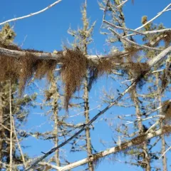 Horsehair Lichen thumbnail 2