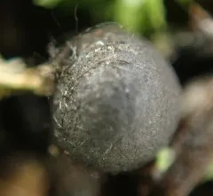 Cenococcum geophilum thumbnail 3