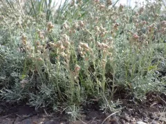 Birdfoot Sagebrush thumbnail 2