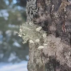 Sinewed Bushy Lichen thumbnail 2