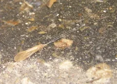 Oecetis ochracea thumbnail 3