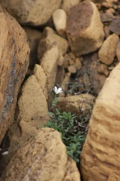 Newfoundland Chickweed thumbnail 2