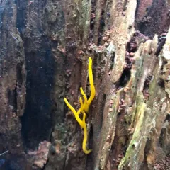 Jelly-antler thumbnail 4