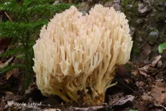 Clavaria arborea thumbnail 2