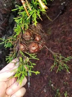 Monterey Cypress thumbnail 4