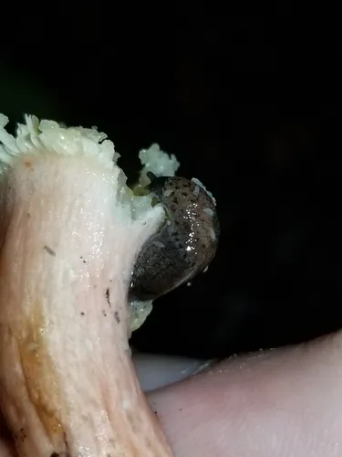 Black Westernslug