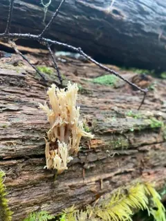 Artomyces piperatus thumbnail 1