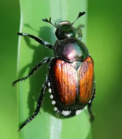 Japanese Beetle thumbnail 4