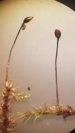Rusty Ragged Moss thumbnail 3