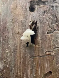 Mycena laevigata thumbnail 2