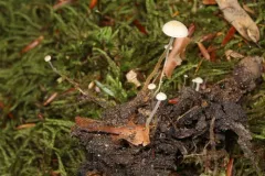 magnolia-cone mushroom thumbnail 3