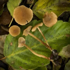 Ochre Aldercap thumbnail 2