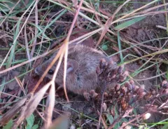 Western Harvest Mouse thumbnail 3