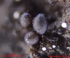 Podospora appendiculata thumbnail 2