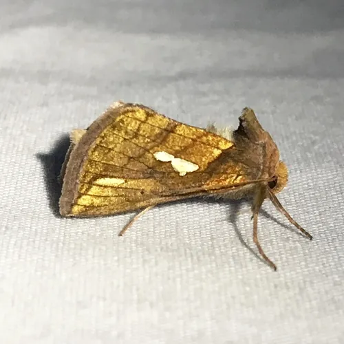 Connected Looper Moth
