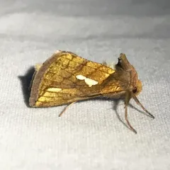 Connected Looper Moth thumbnail 1