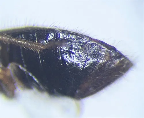 Plinthisus americanus