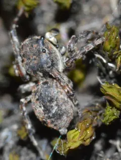 Attulus sylvestris thumbnail 2