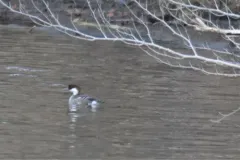 Smew thumbnail 2