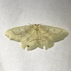 Hemlock Looper Moth thumbnail 2