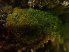 Lime-seep Eucladium thumbnail 2