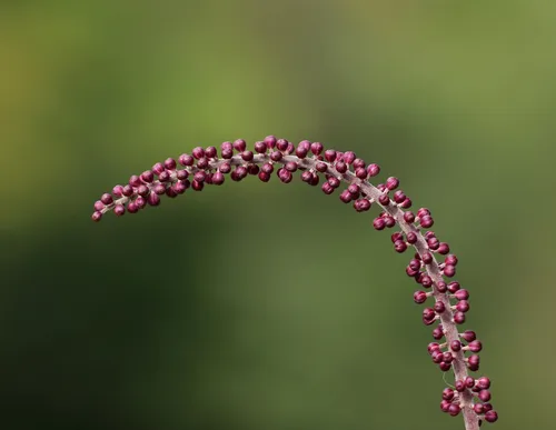 Simple bugbane