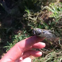 Northern Dog-day Cicada thumbnail 3