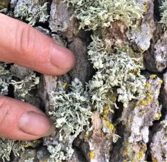 Powdery Sea-Fog Lichen thumbnail 2