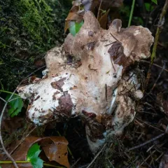 Bitter Iodine Polypore thumbnail 2