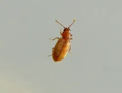 Acute-angled Fungus Beetle thumbnail 2