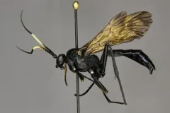 Megaplectes monticola thumbnail 4