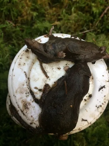 Pacific Shrew