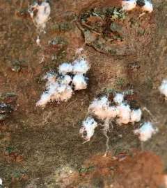 Pine Bark Adelgid thumbnail 2