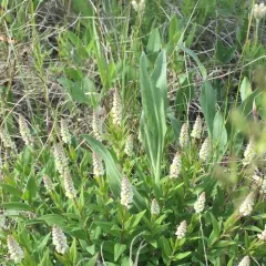 Seneca snakeroot thumbnail 2