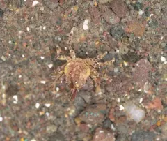 contracted crab thumbnail 3