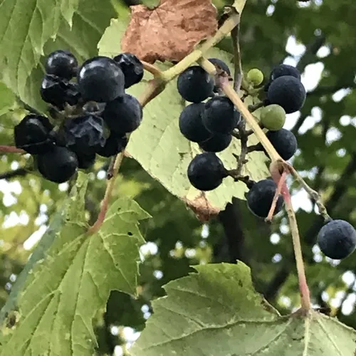 riverbank grape
