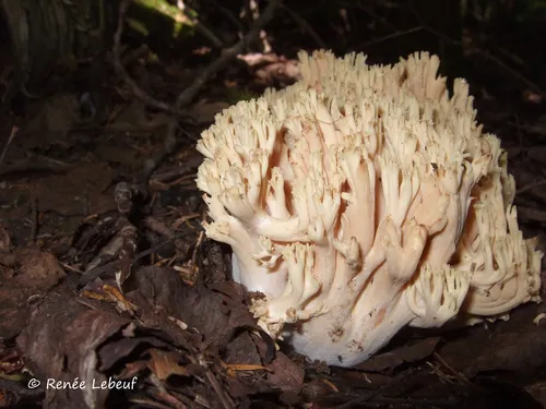 Ramaria pallida