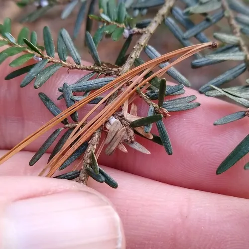 Green Hemlock Needleminer