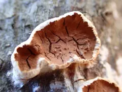 Scytinostroma artocreas thumbnail 2