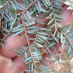 Elongate hemlock scale thumbnail 2