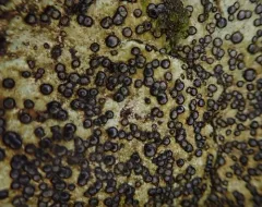 Carlott's porpidia lichen thumbnail 4