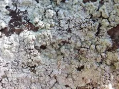 Elf-ear Dust thumbnail 2