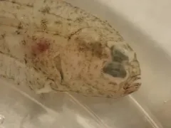 Rex Sole thumbnail 3