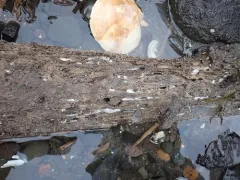 Great Shipworm thumbnail 2
