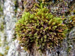 Hutchins' Pincushion thumbnail 2