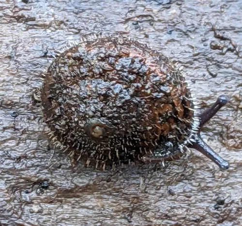 Pygmy Oregonian